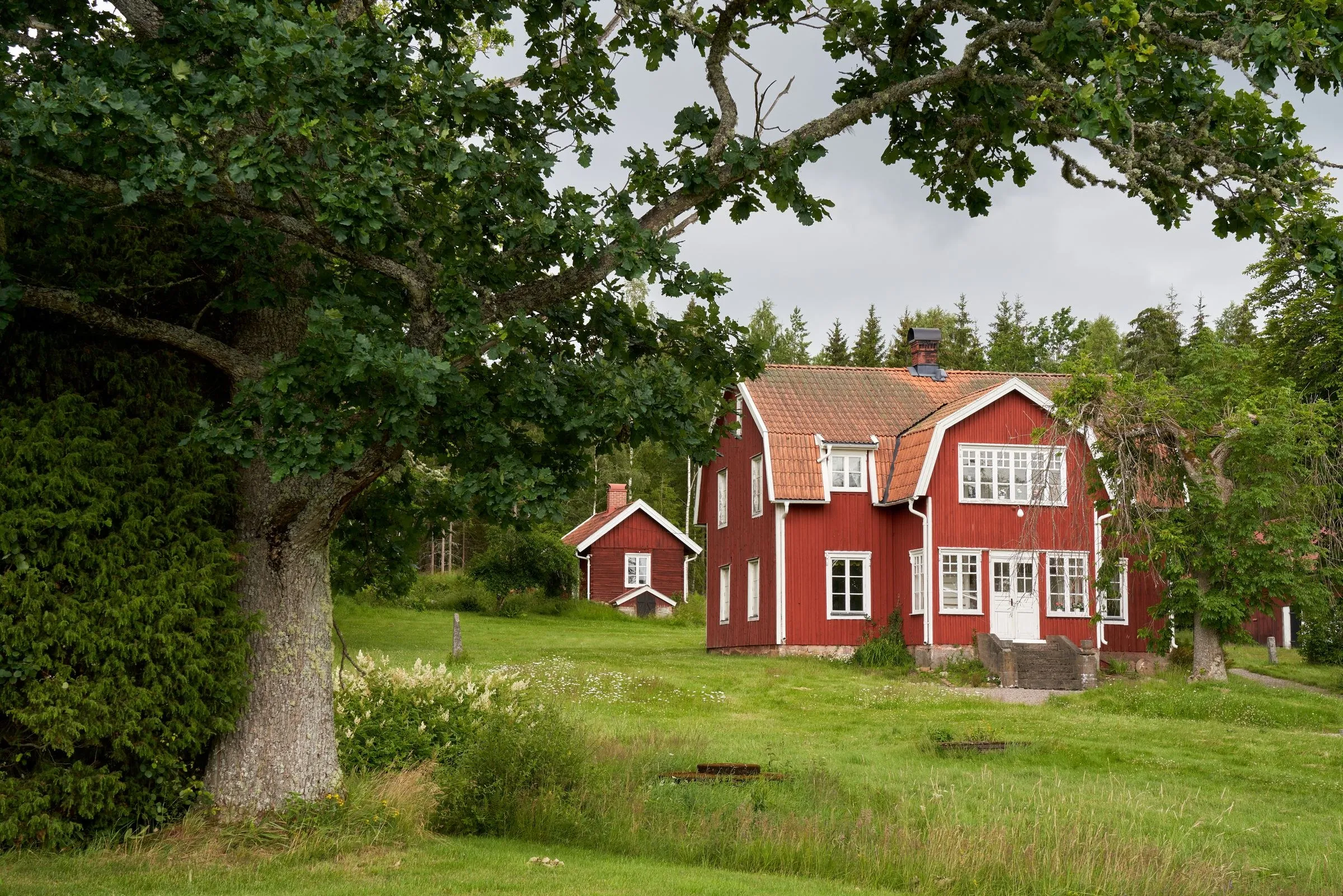 Rött hus under en stor ek i sommargrönska