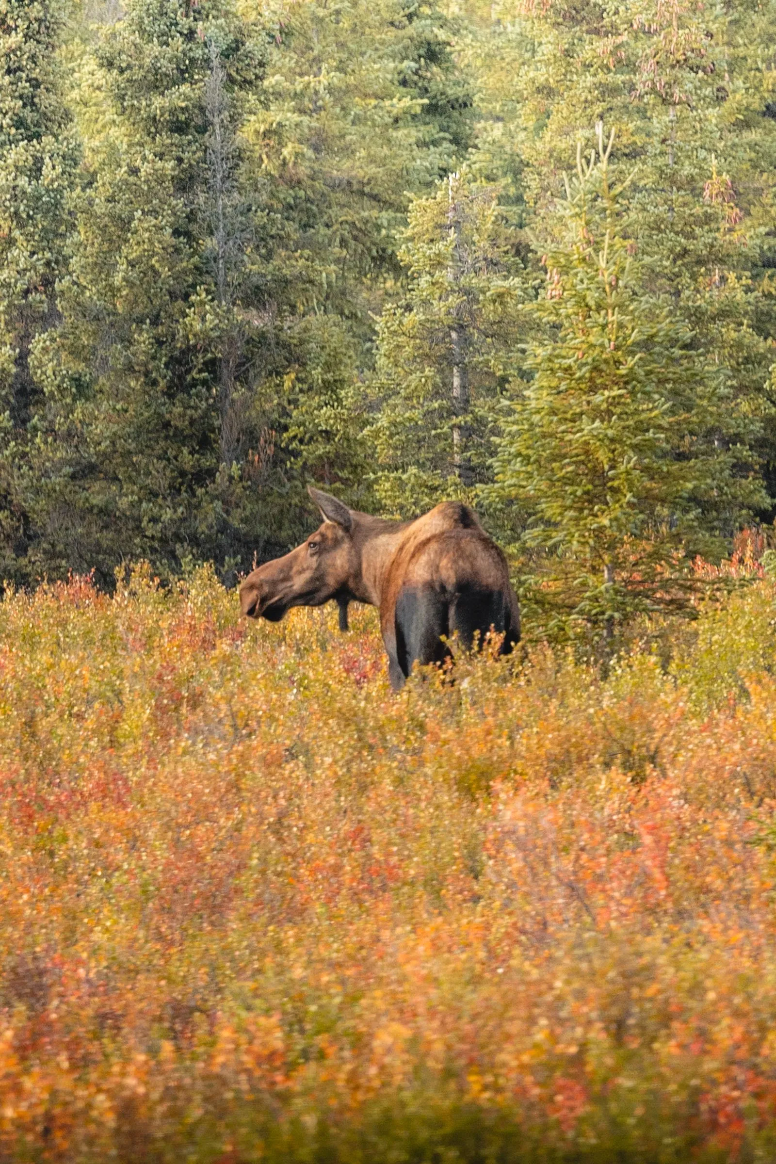 Älg i höstfärgad ljung vid skogskanten